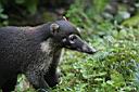 Img___0179-nosal belohuby-white-nosed coati.jpg